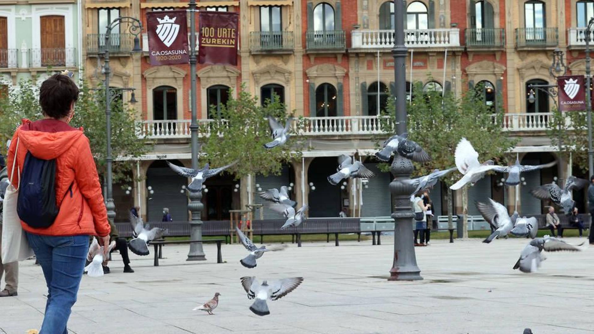 Alrededor de 8.000 palomas viven entre vecinos y casas de Pamplona