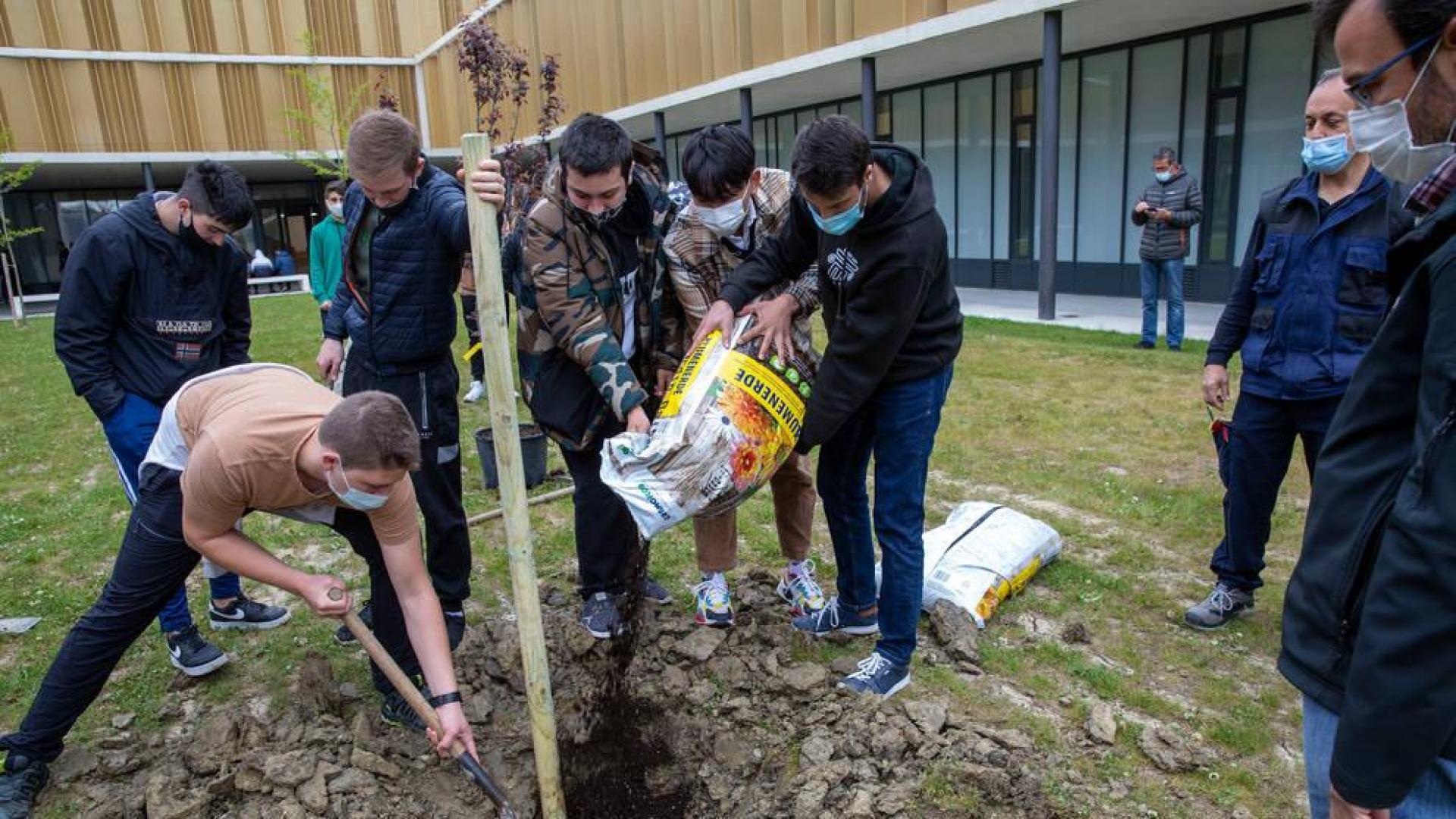 Un ciruelo para reducir la huella