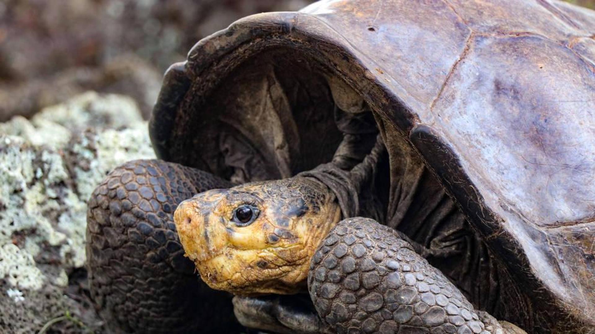 Encuentran una tortuga en las Galápagos que se creía extinguida hace más de 100 años