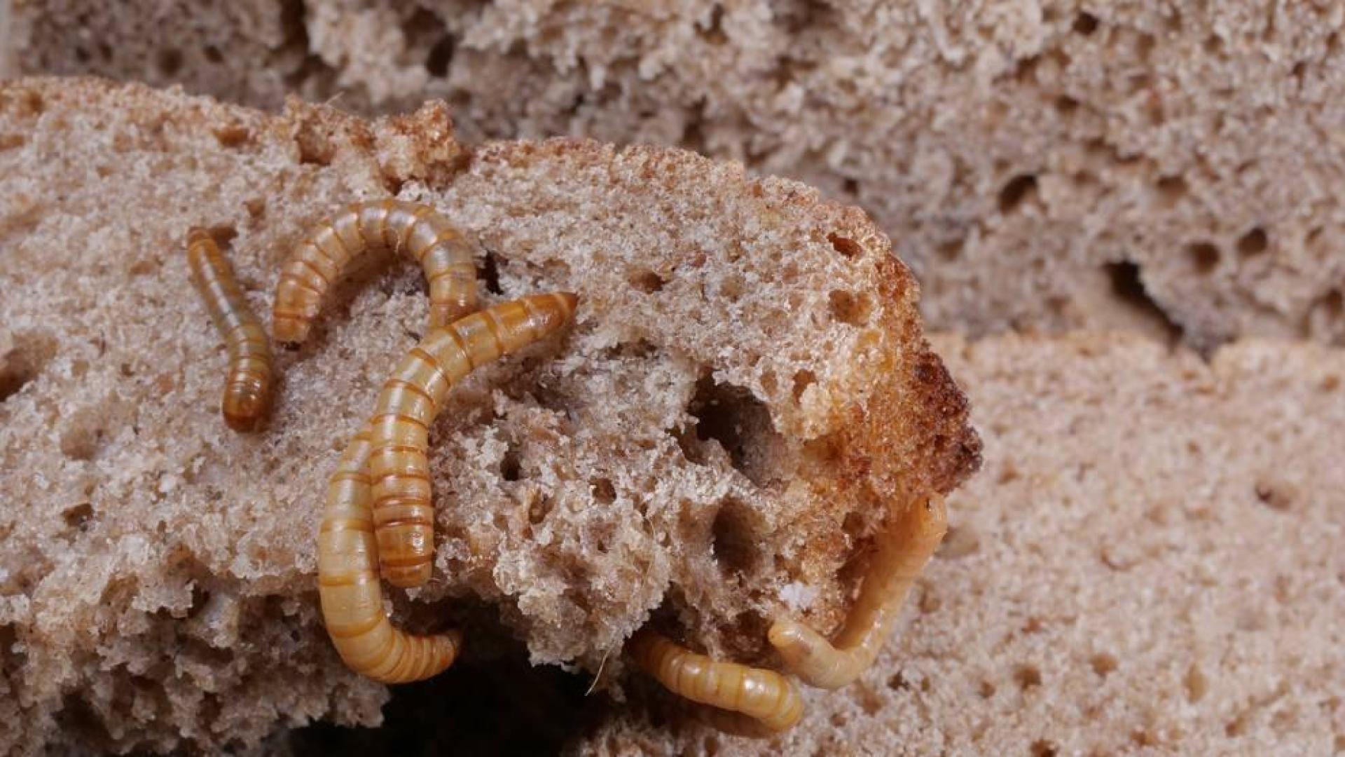 ¿Qué alimentos comeremos en el futuro?