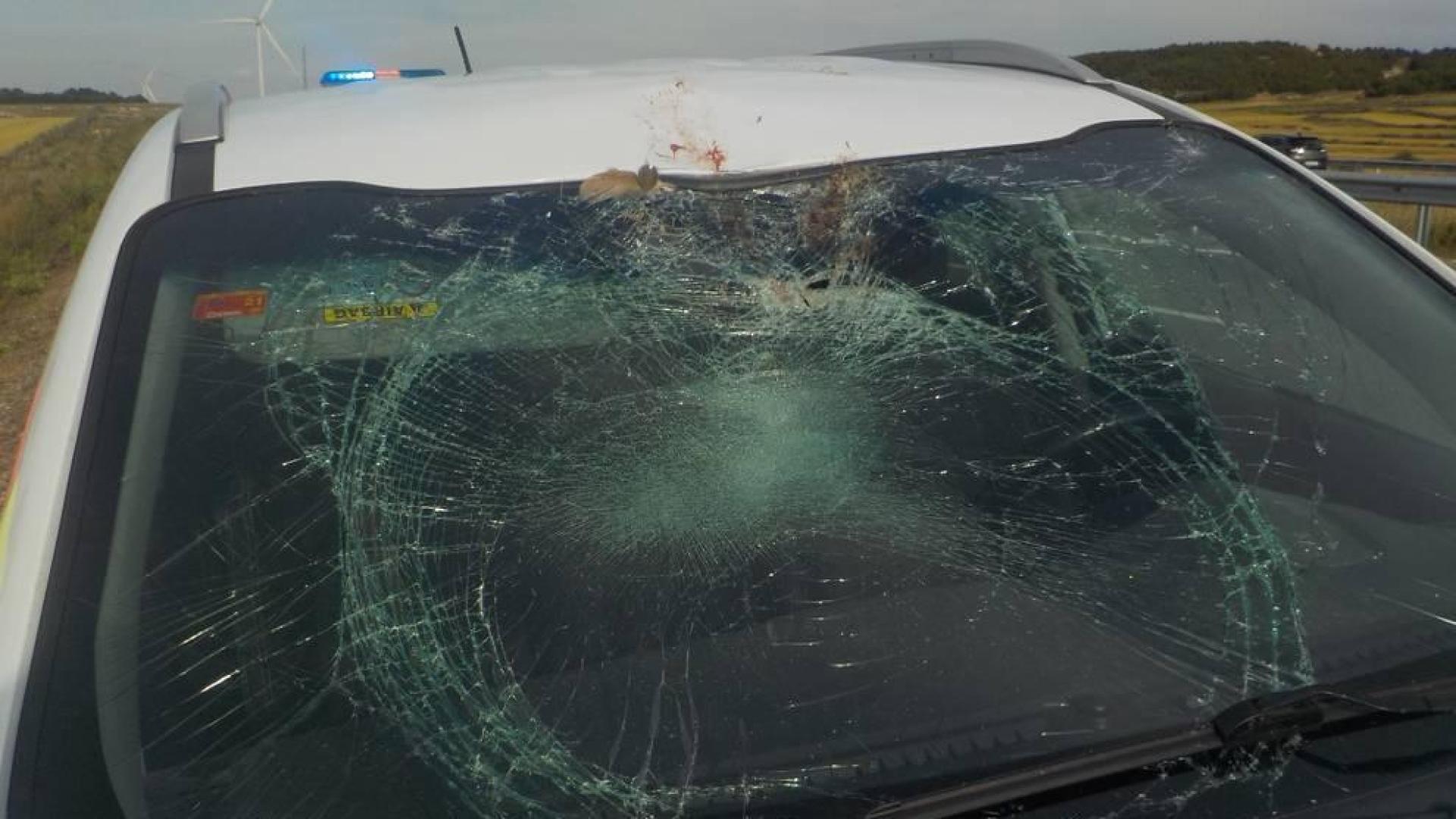 Policía Foral atiende cinco accidentes con animales en un día