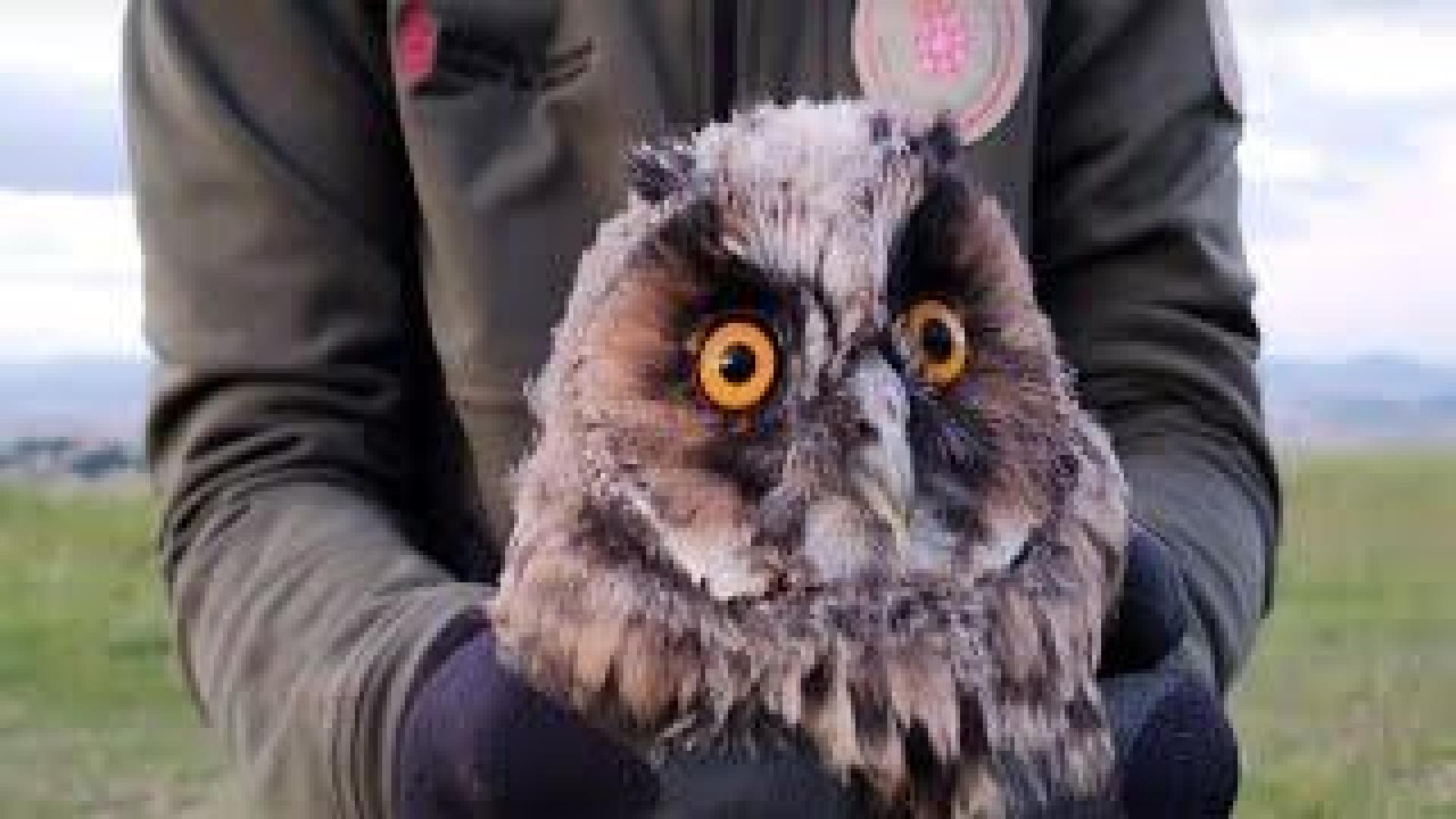 Liberación de un buho chico por el Guarderío de Medio Ambiente