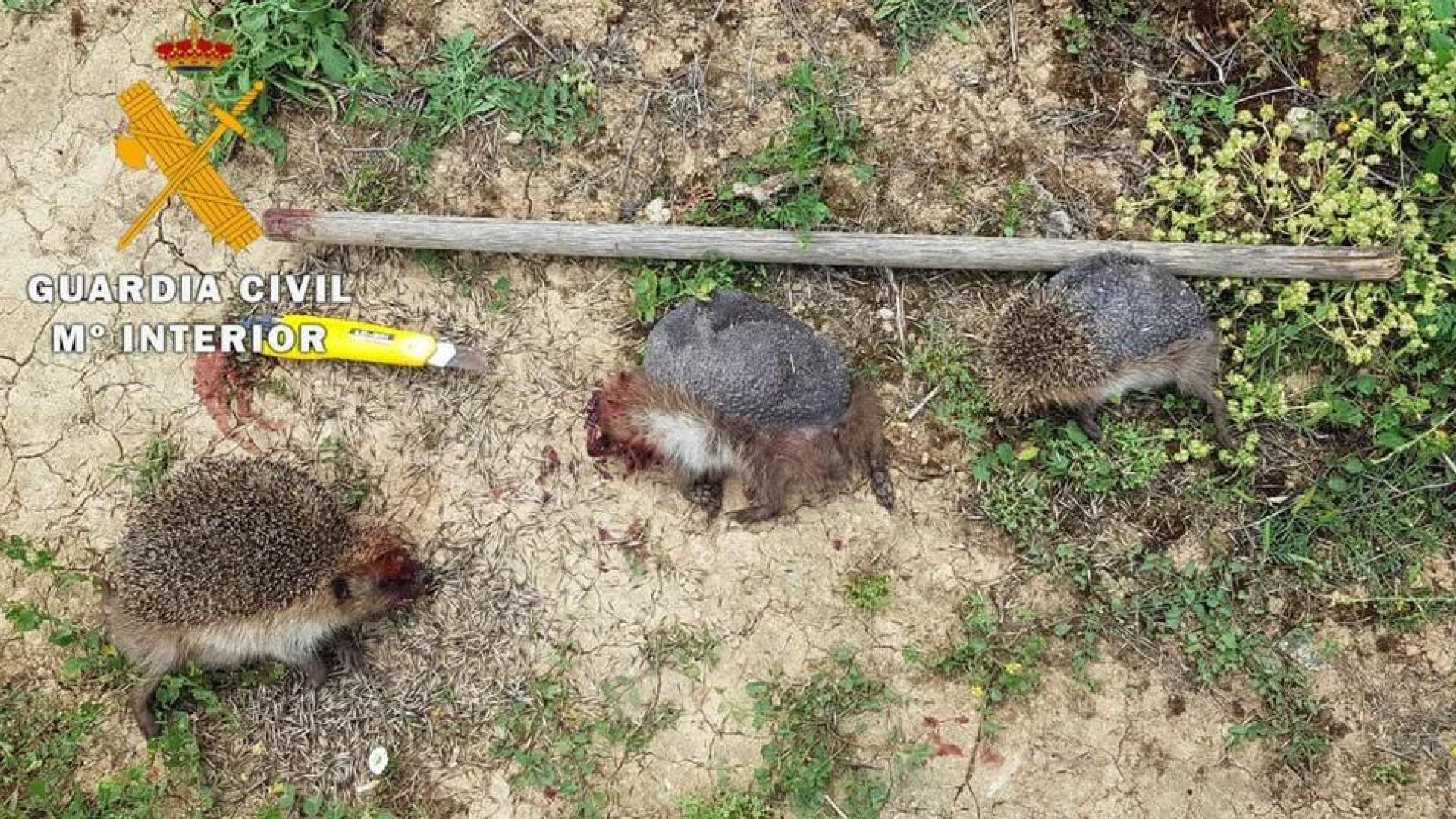 Dos denunciados por matar a dos erizos protegidos para comérselos
