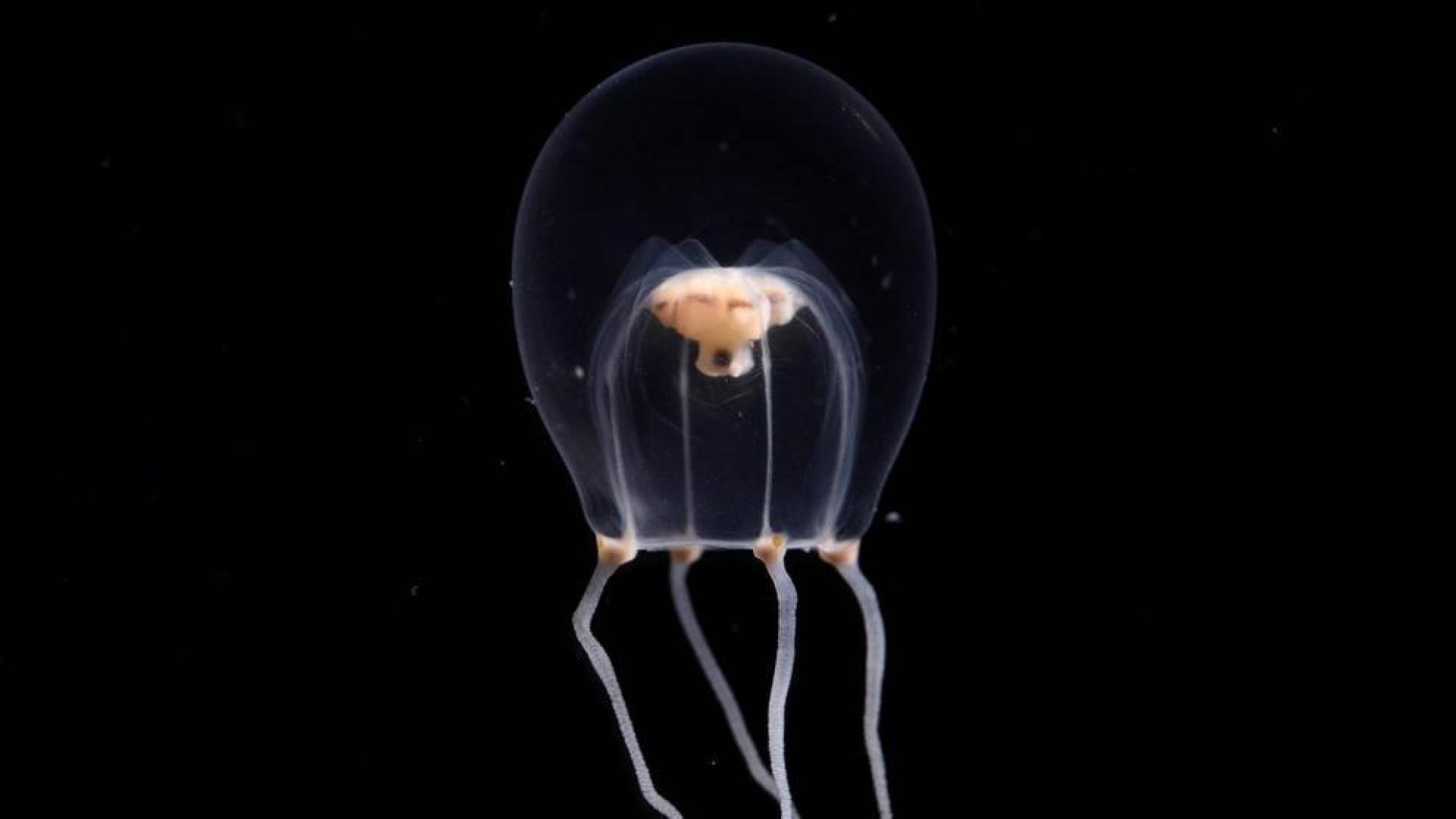 La medusa wataboshi (Tiaricodon orientalis) ha sido identificada por el Acuario de Enoshima.