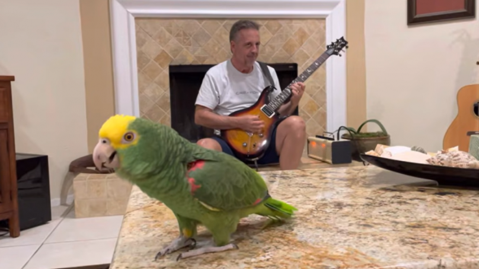Tico, el loro que canta clásicos del rock y arrasa en las redes