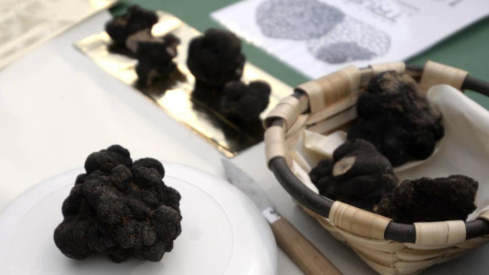 Un ejemplar de trufa negra del valle de la Valdorba