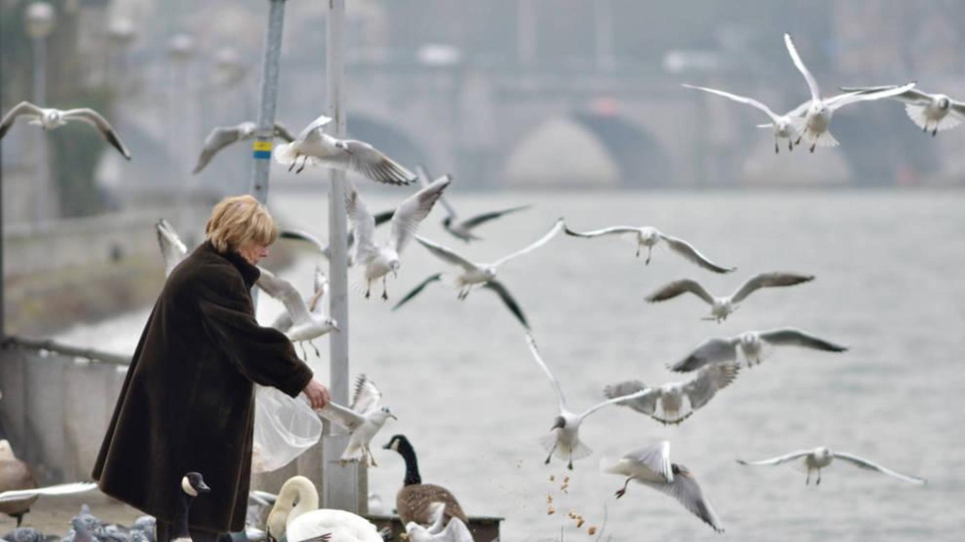 El problema del exceso de gaviotas en las islas Cíes