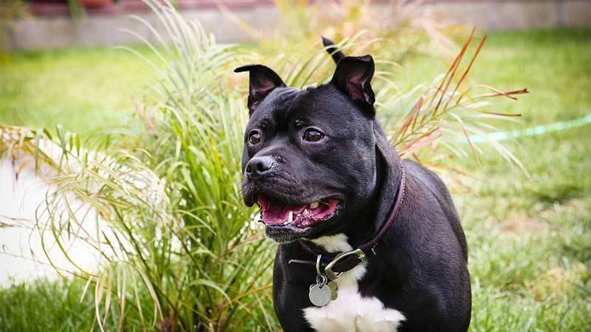 Staffordshire Bull Terrier