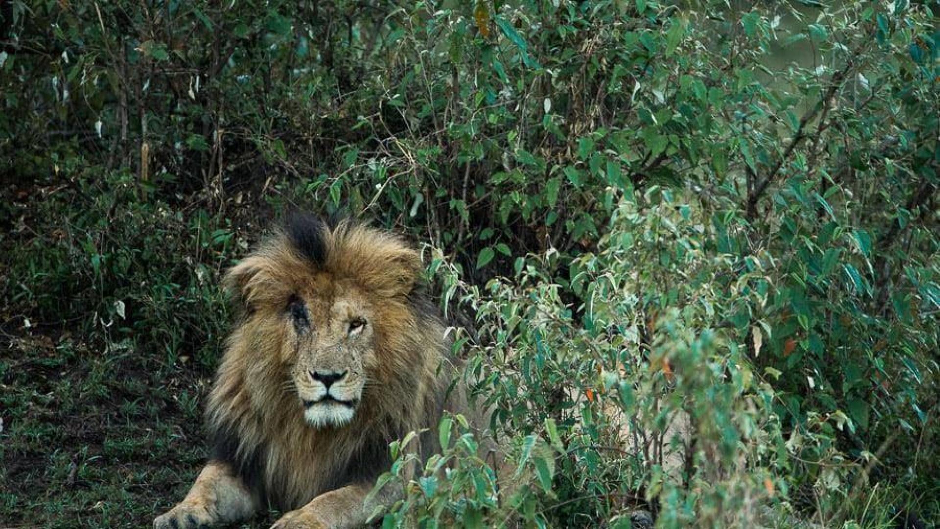 'Scarface' era el león más longevo de la reserva natural del Masái Mara en Kenia