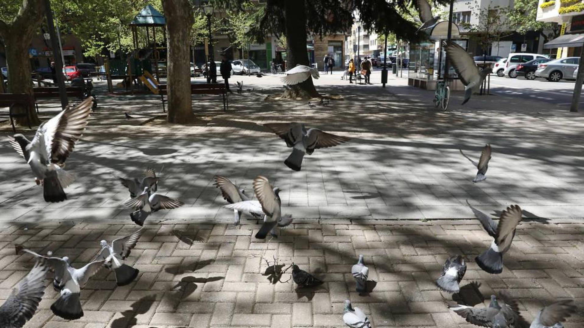 Pamplona actuará en dormideros para reducir el número de palomas