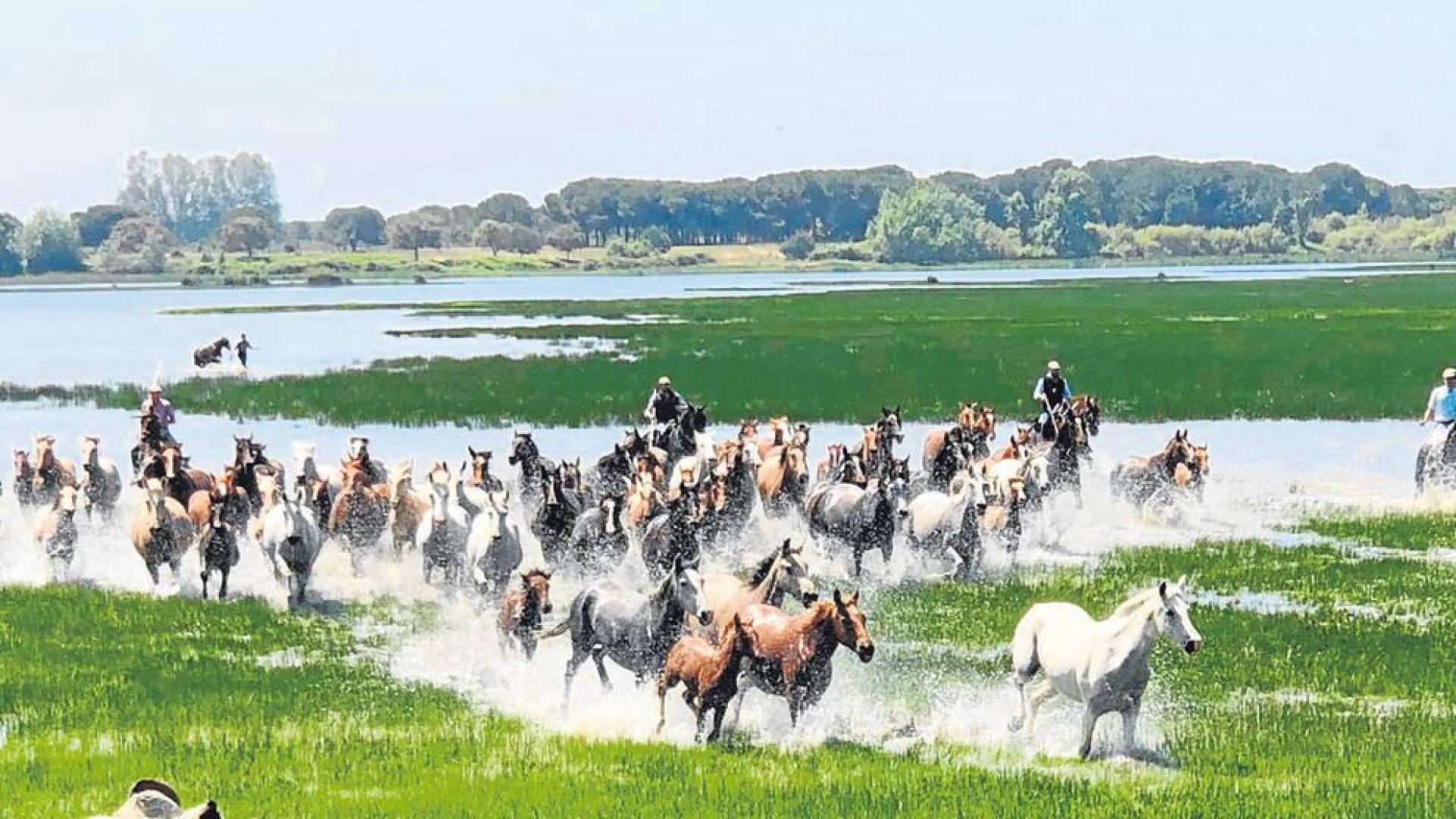 Saca de yeguas en Doñana
