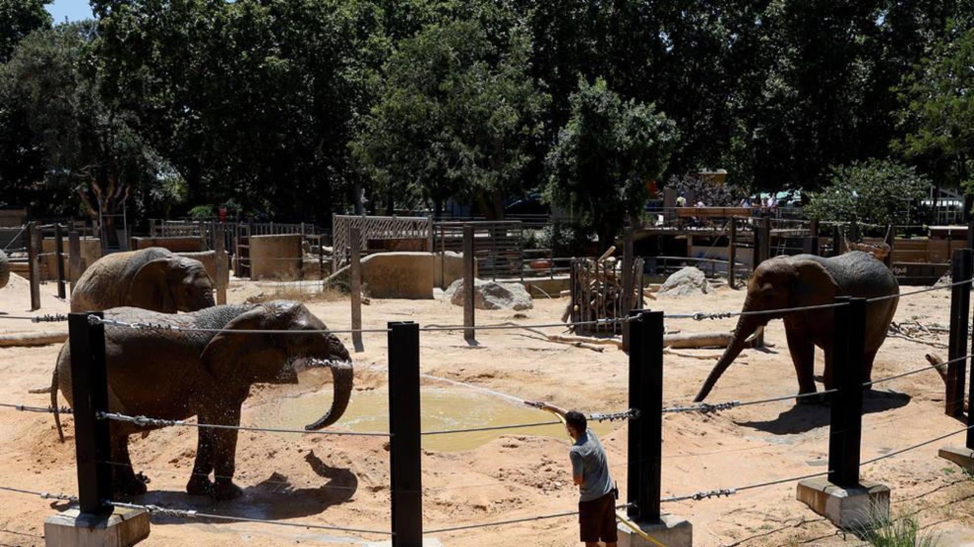 Baños de agua y barro para 'Susi', 'Yoyo' y 'Bully', elefantas del Zoo de Barcelona