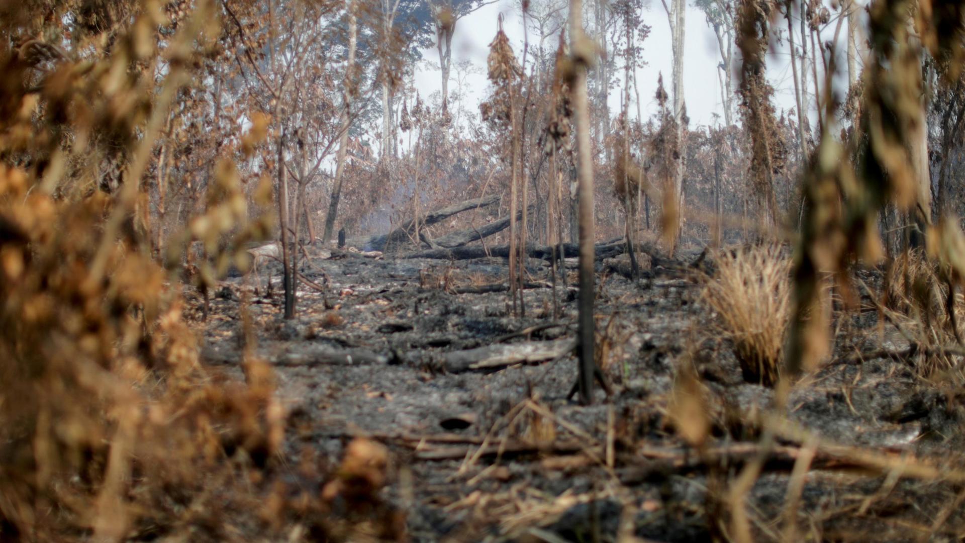 Restos de un incendio en la Amazonía