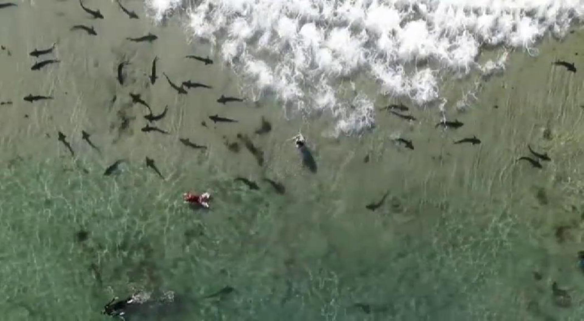 Estos animales no despertaron peligro al alimentarse de peces y cefalópodos