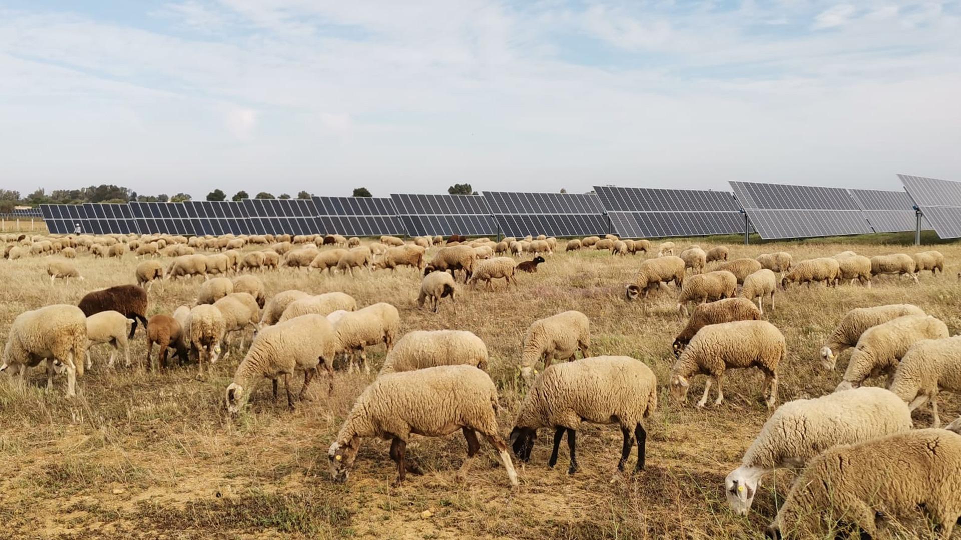 Un rebaño de ovejas pastando entre las placas solares de una planta fotovoltaica