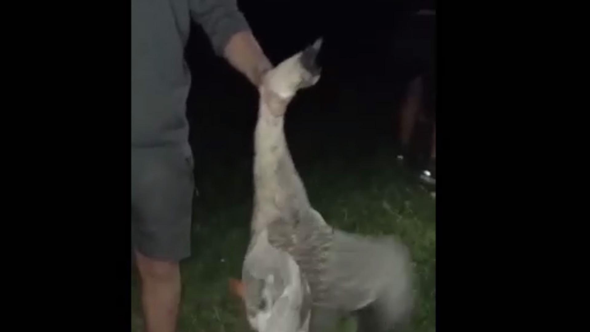 Vídeo difundido por Policía Foral del animal maltratado.