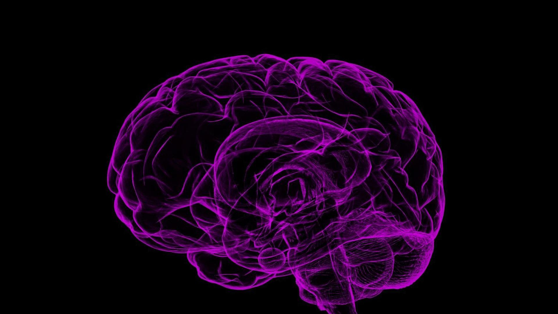 Un cerebro humano