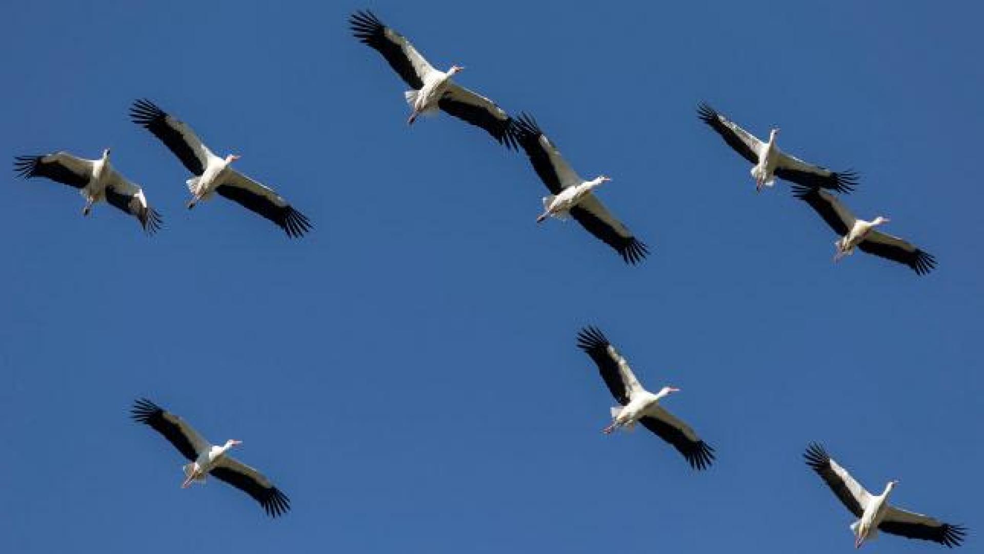 Una bandada de cigüeña blanca surca el cielo de Navarra
