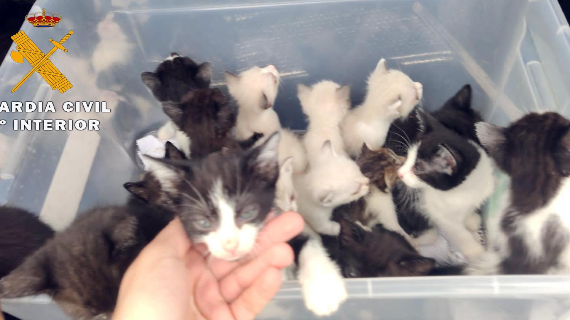 Cachorros de gatos abandonados