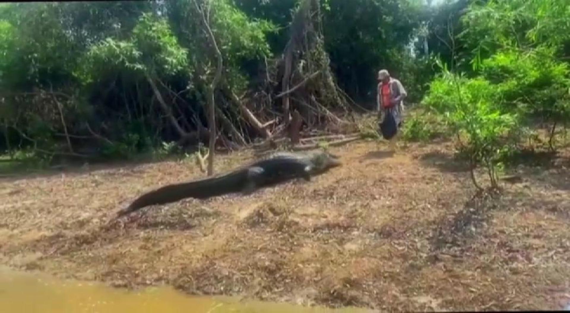 El hombre se ha ganado el corazón del enorme reptil alimentándolo todos los días