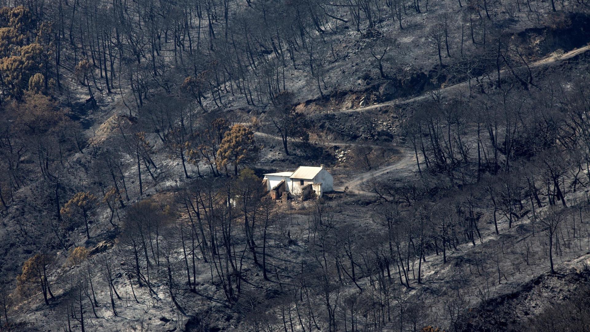 Vista general de la zona quemada por el fuego del incendio de Sierra Bermeja