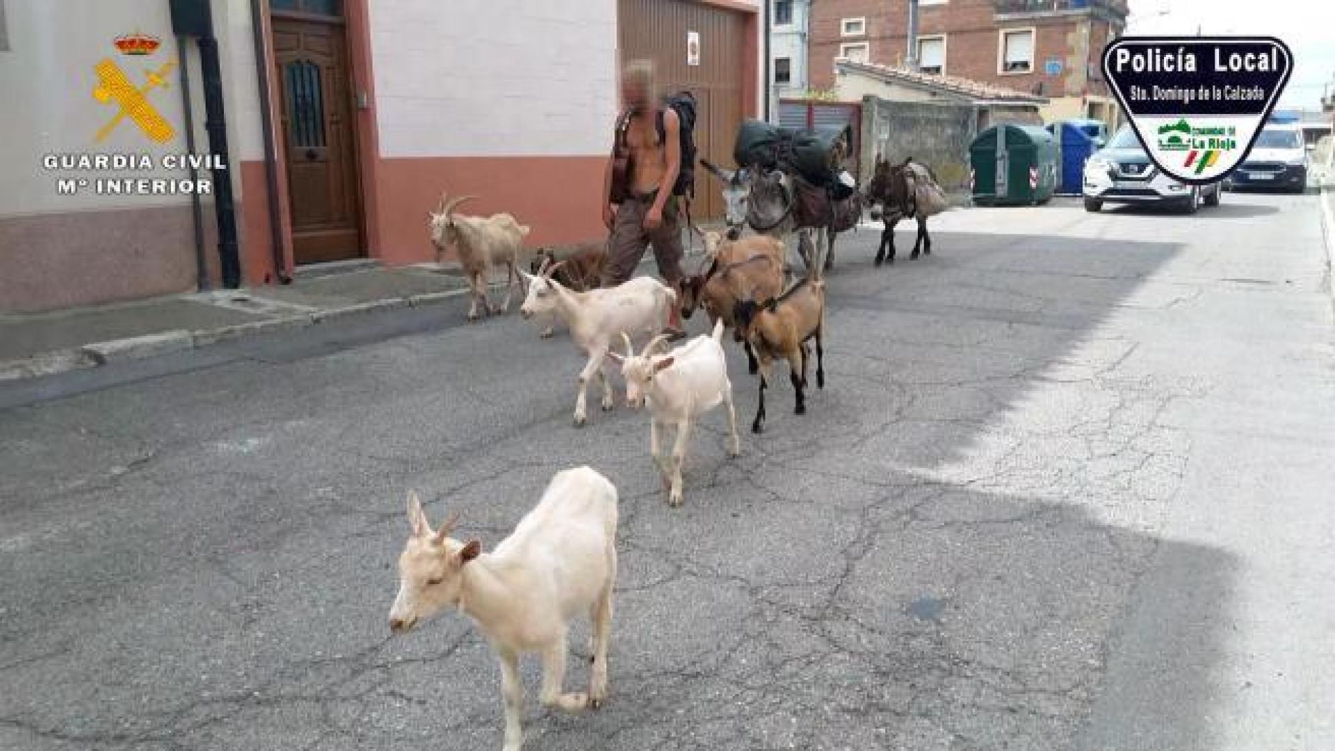 El peregrino, junto a los animales