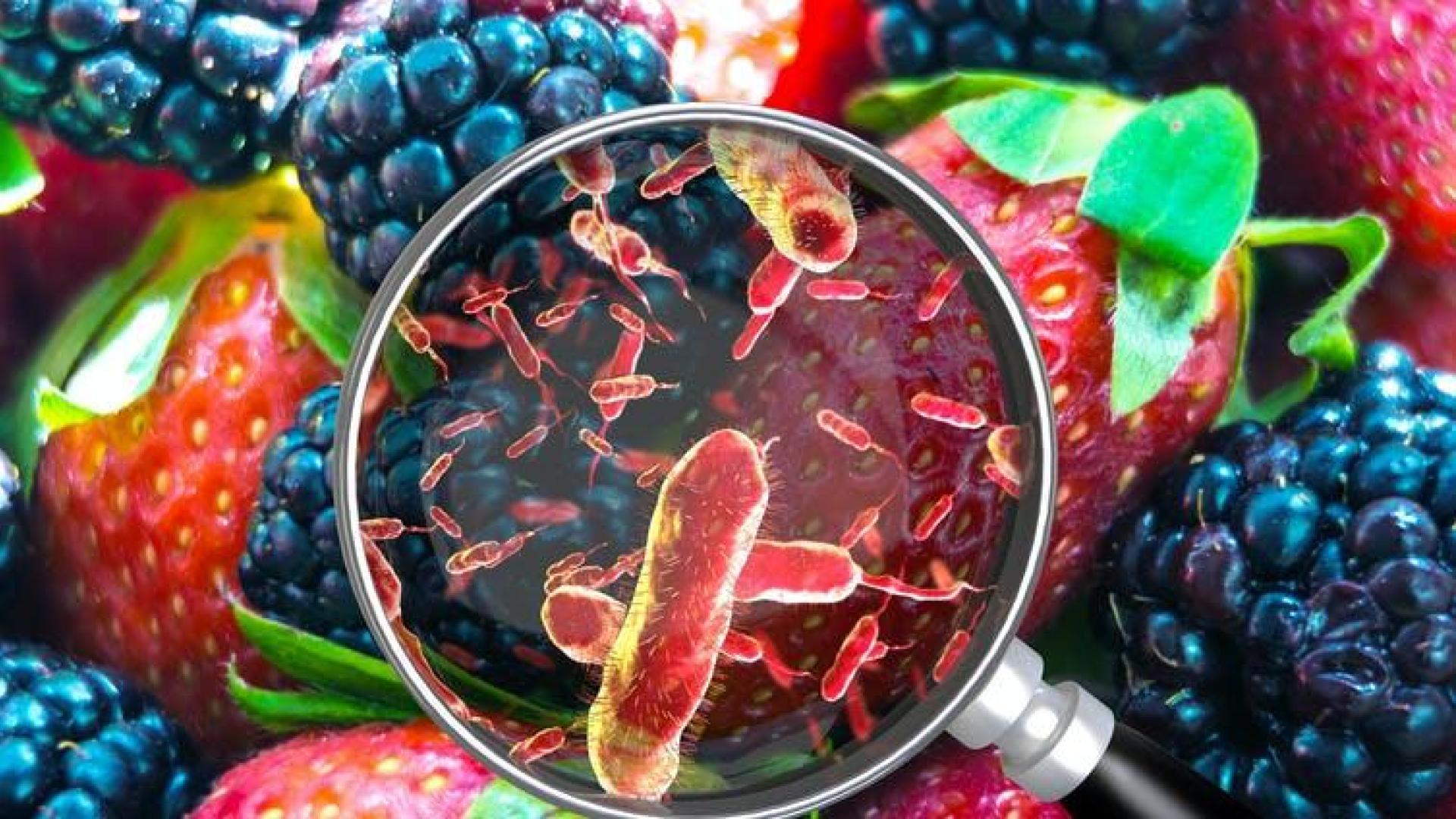 Microorganismos