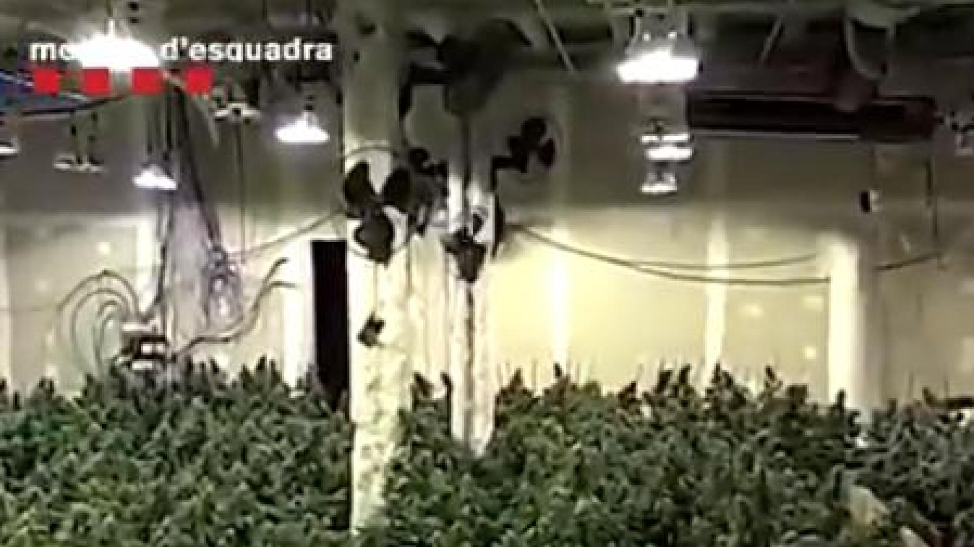 Los Mossos localizaron 8 plantaciones de marihuana en naves y locales