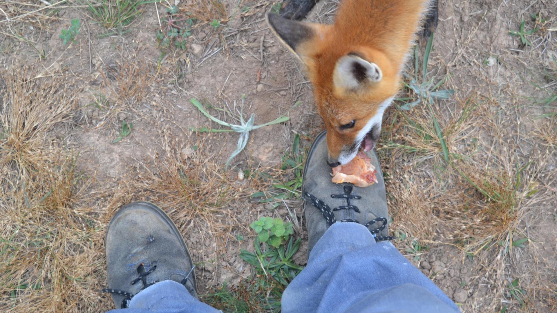 Los animales terminaron por confiar y comieron de las botas de Julián, así como de su mano