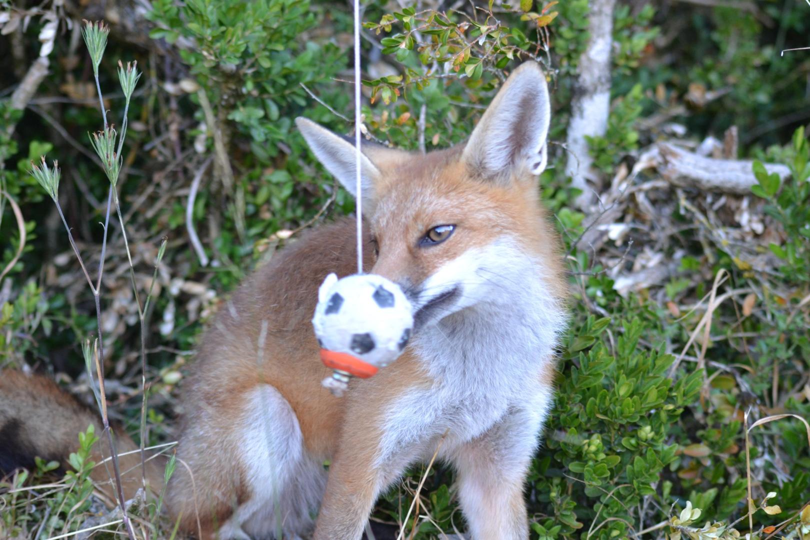 Julián no dudó en ‘inventar’ juegos para los animales