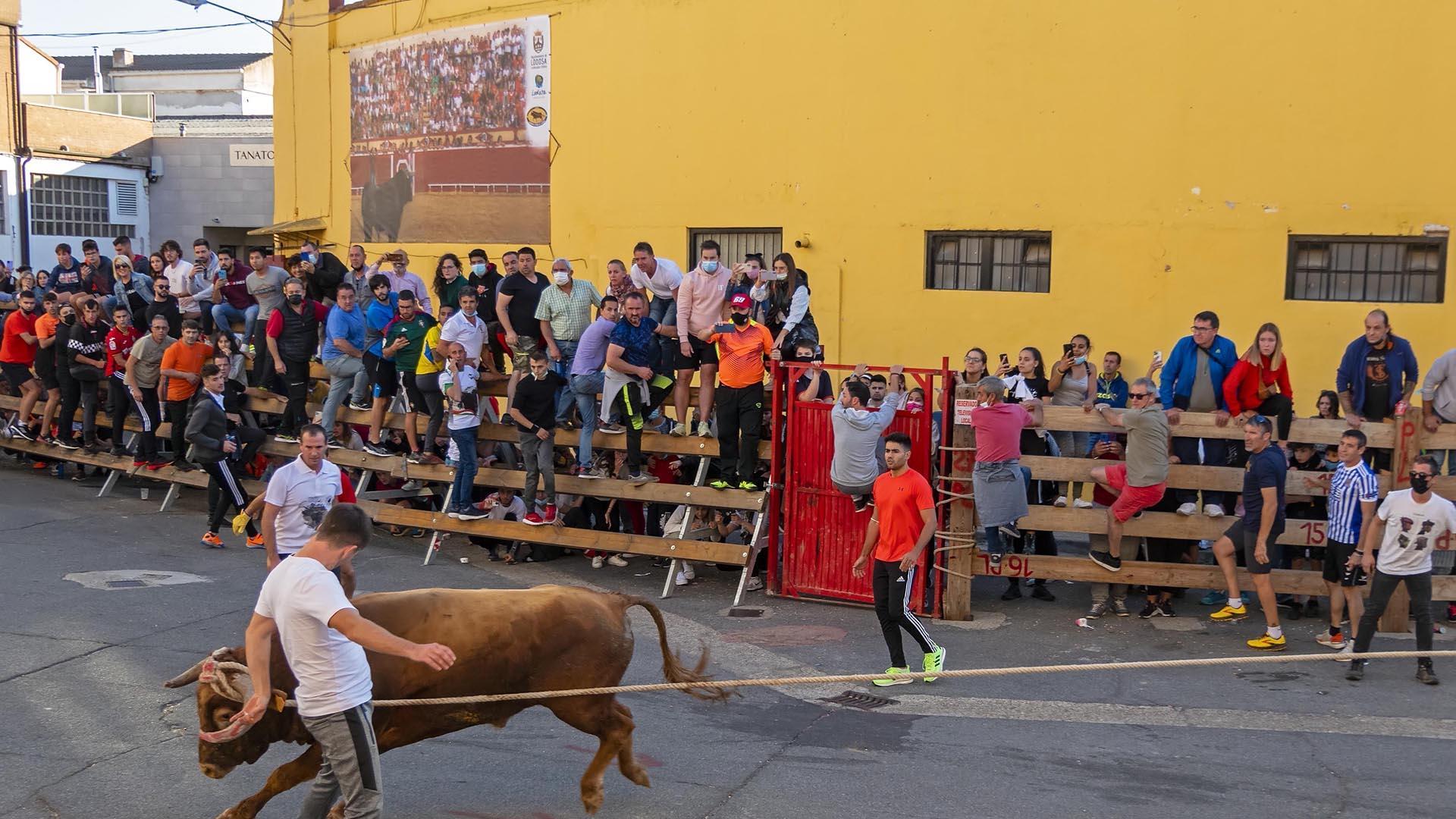 Toro con soga en Lodosa.