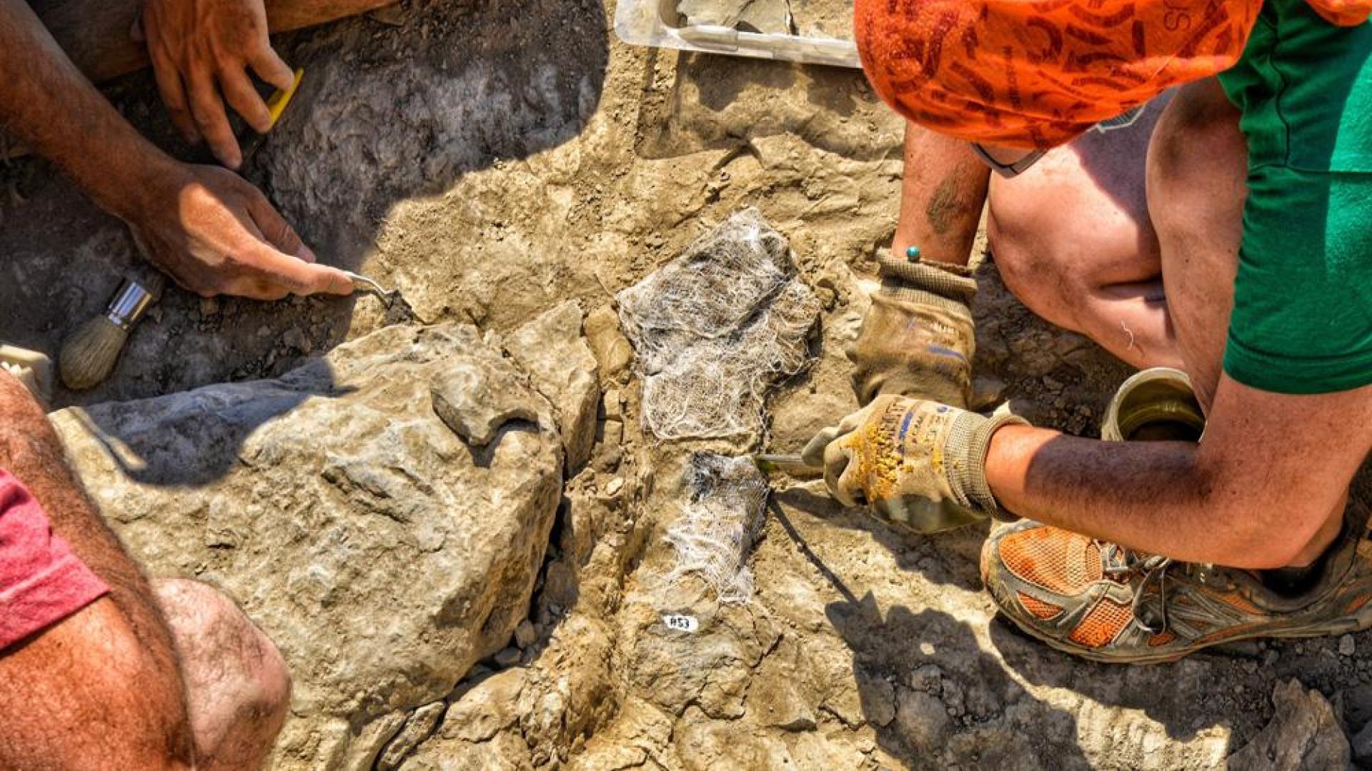 Los últimos hallazgos en el paraje de "Peña Cárcena", en Igea, (La Rioja), constituyen "un éxito" para el campo de la paleontología mundial