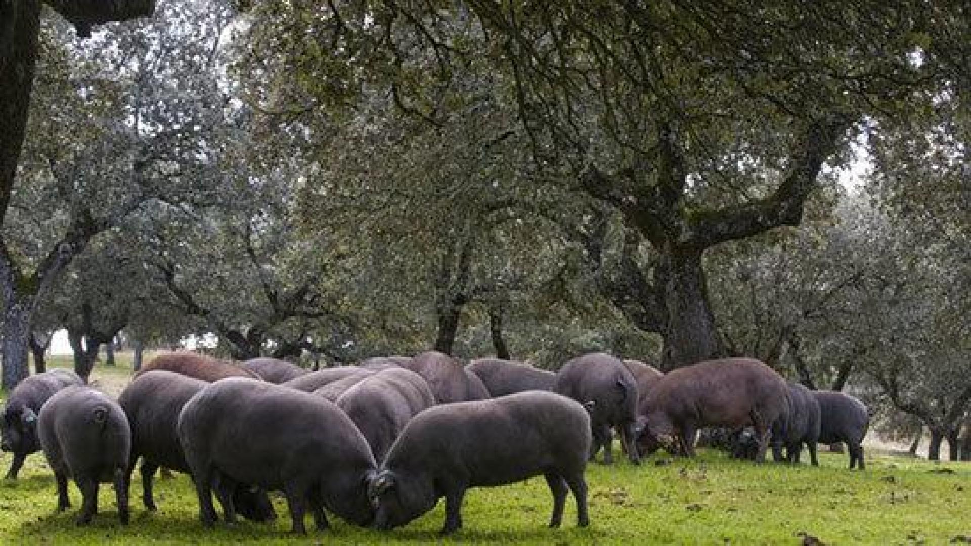 Cerdos ibéricos durante la montanera