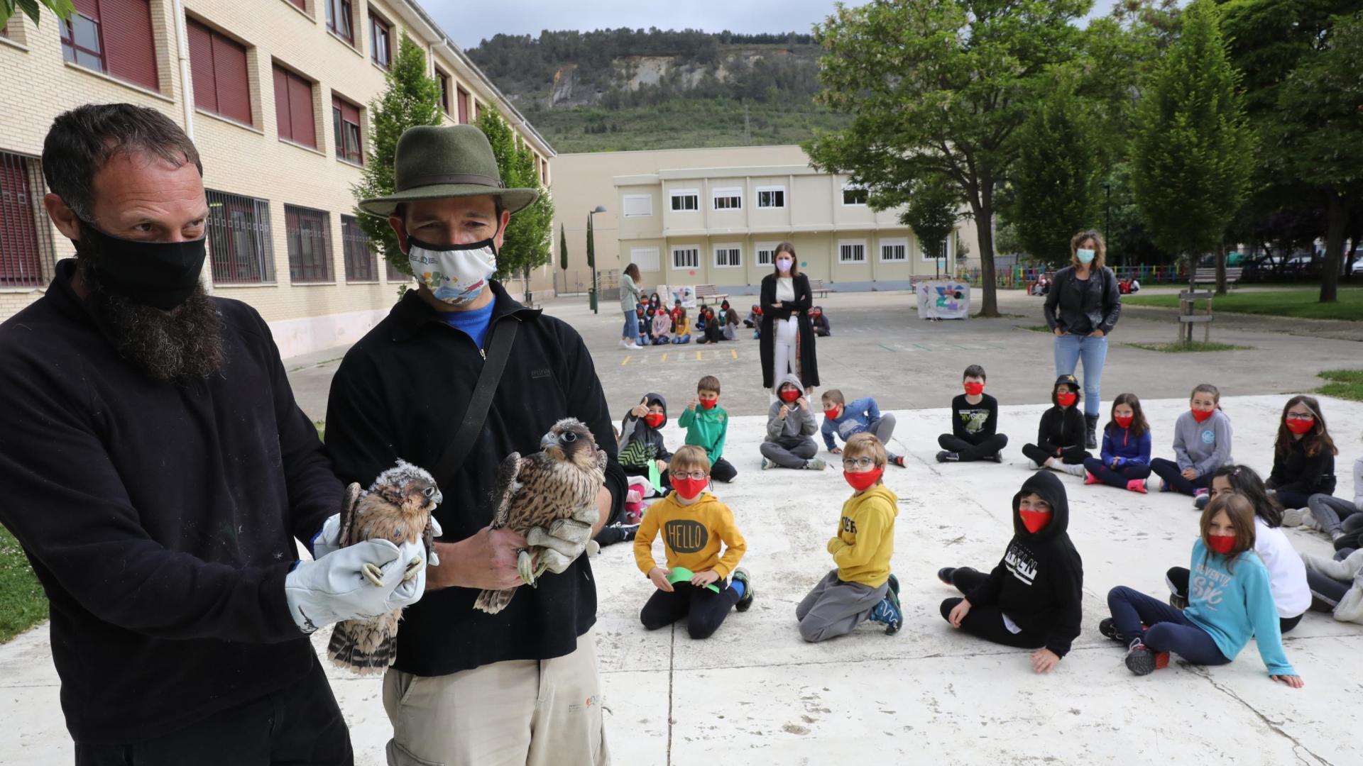 Técnicos de Ilundáin con los dos ejemplares de halcón peregrino el día que llegaron a Ansoáin. Les observan escolares de Ezkaba