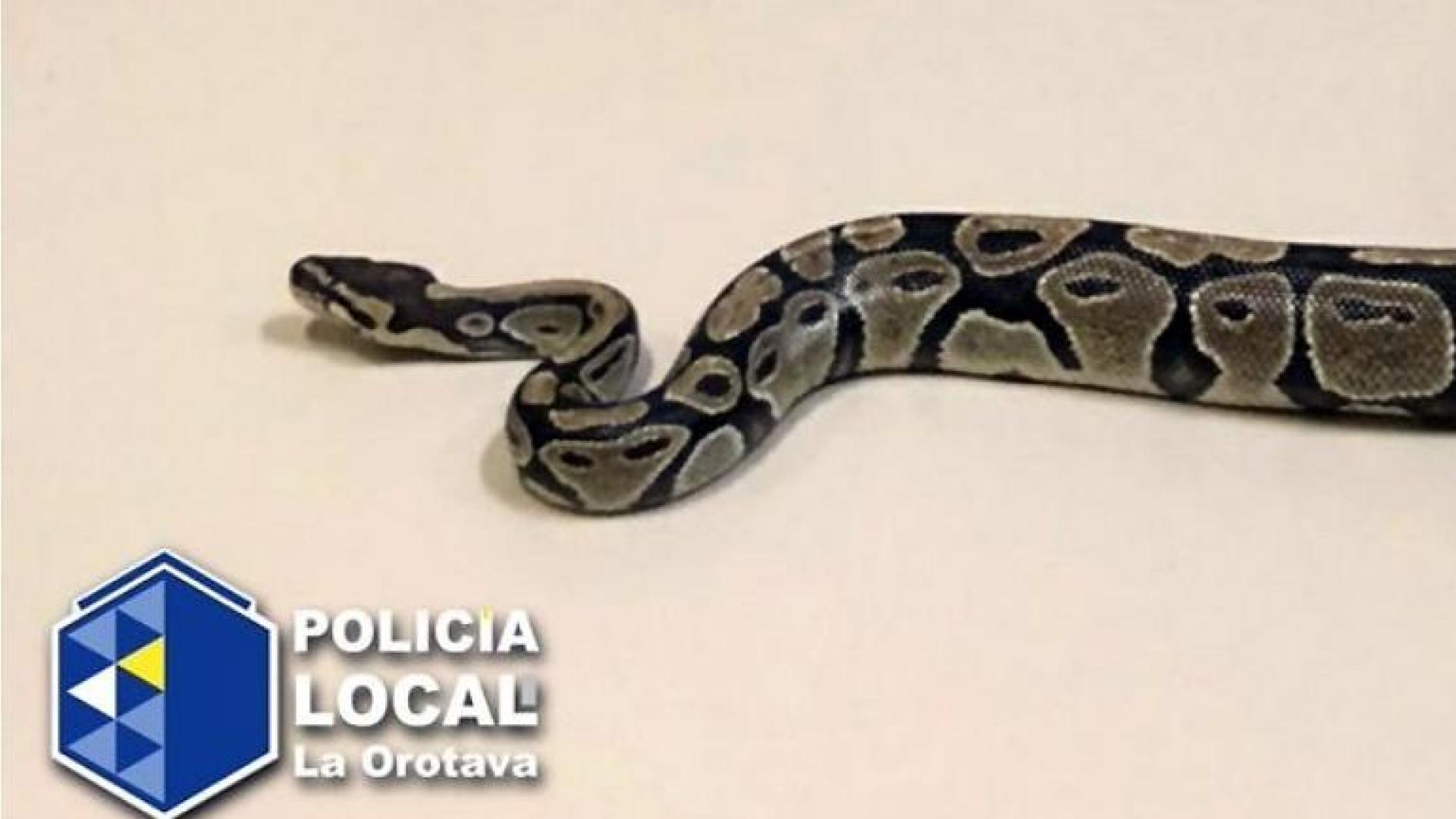 Imagen del animal encontrado