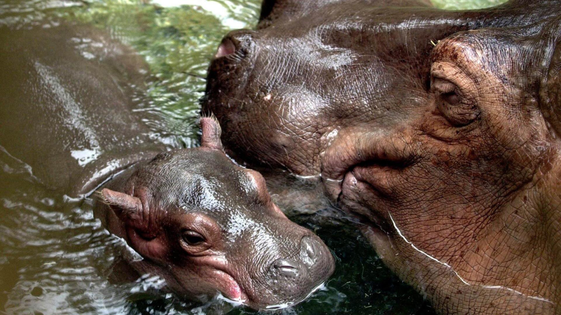 Madre hipopótamo con su cría recién nacida