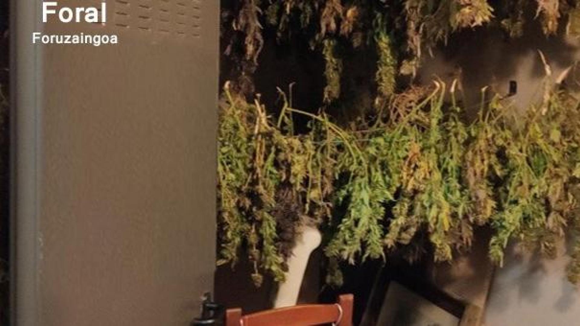 Secadero de marihuana en un trastero