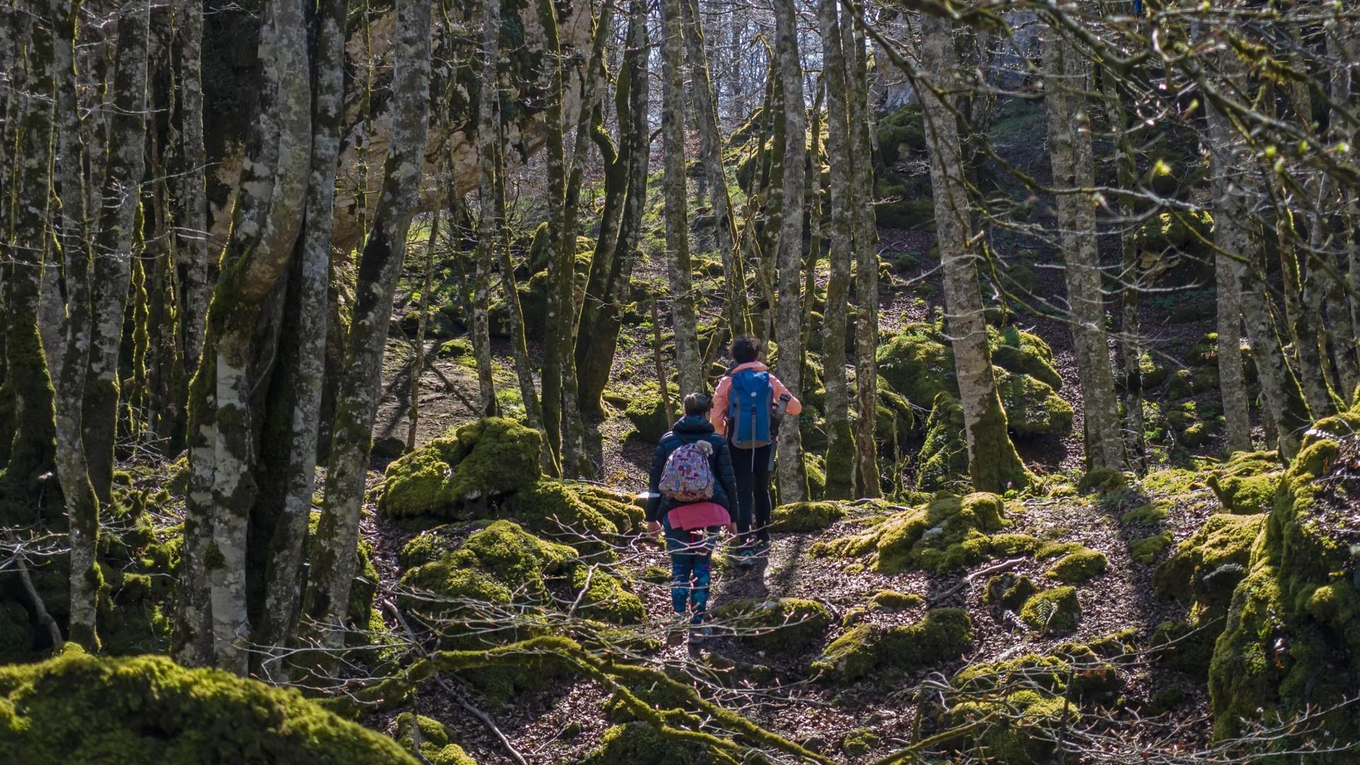 Bosque encantado, en la sierra de Urbasa