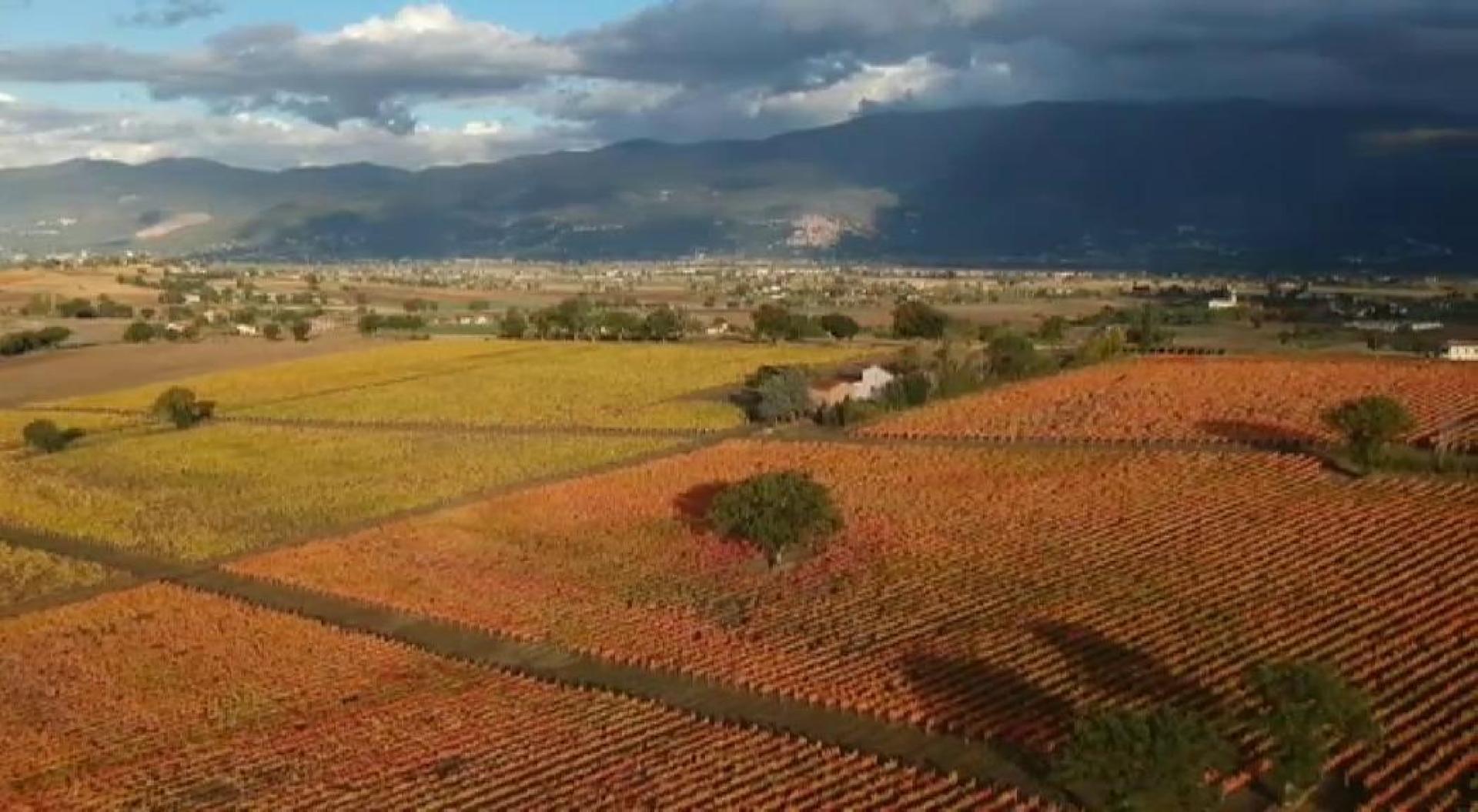 La nueva estación tiñe de rojo y naranja los extensos campos de viñedos