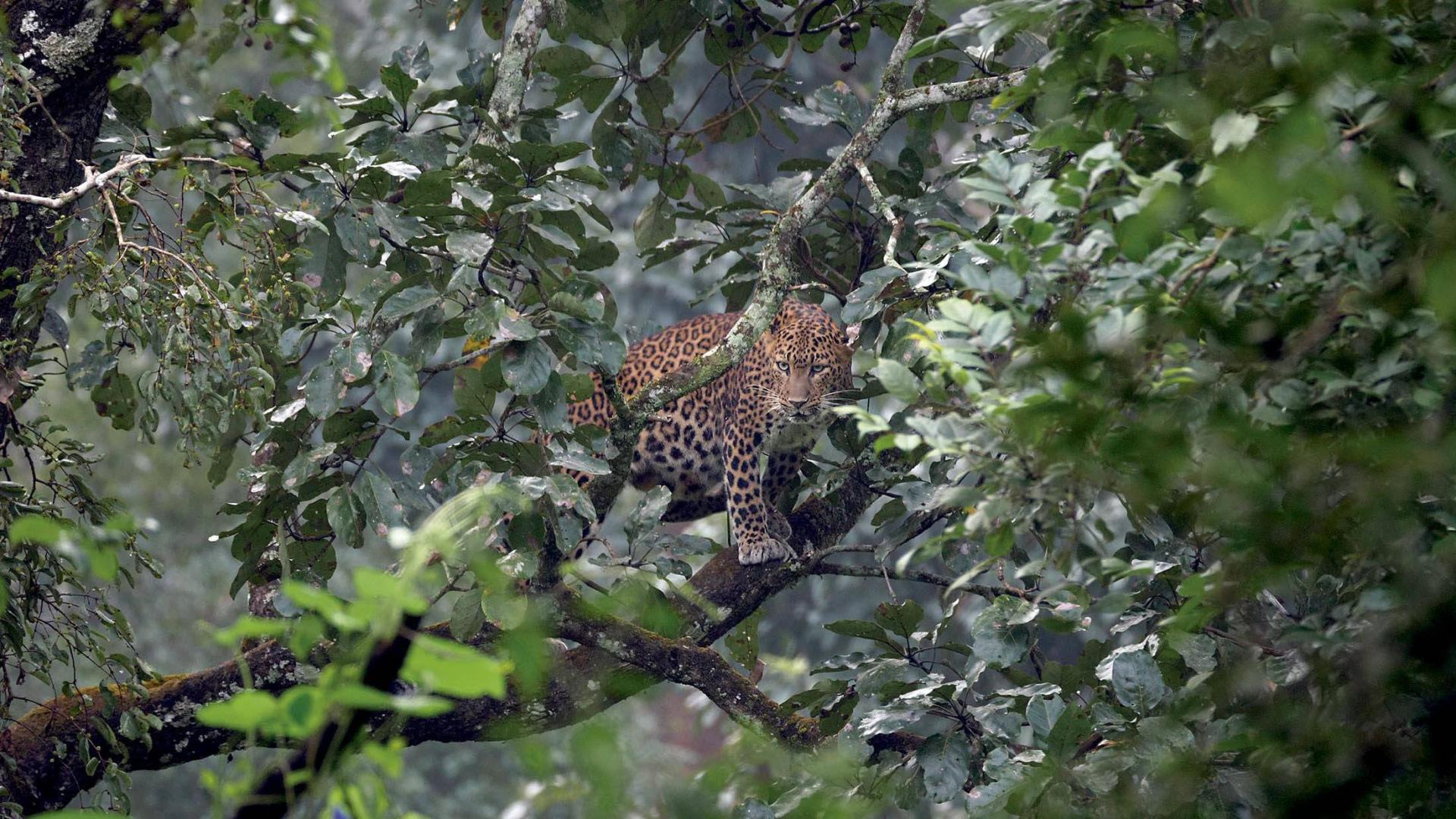 Un jaguar en uno de los momentos de la película Panteras, de Andoni Canela