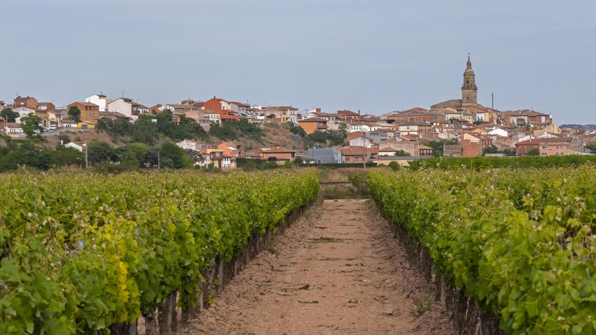 Viñedos en Mendavia, una de las localidades navarras de la DO Rioja
