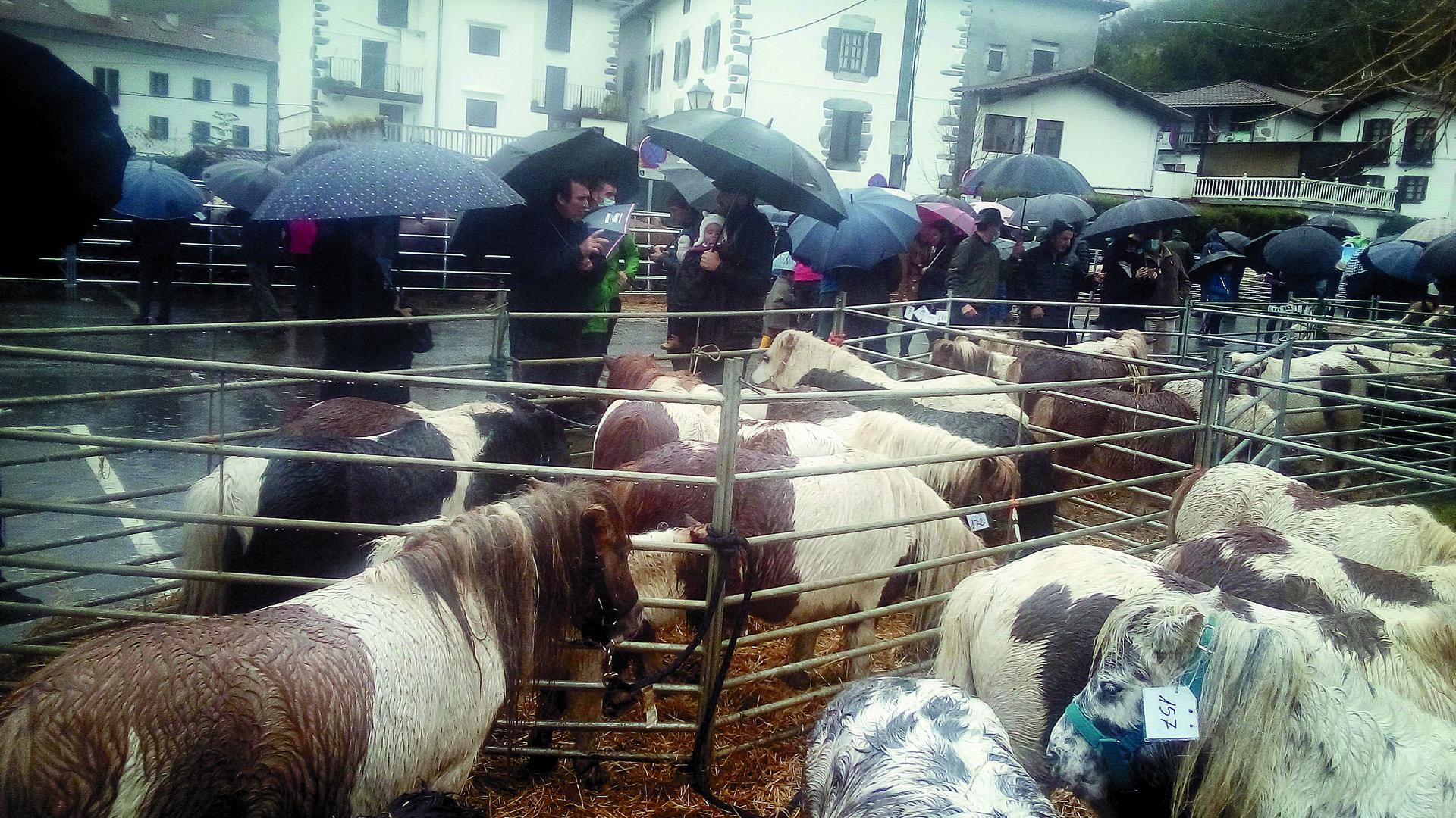 En primer término, un recinto acotado con ponis en una mañana lluviosa