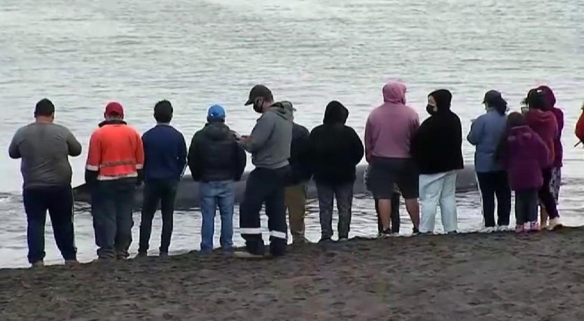 Vecinos y pescadores de la región del Biobío se vieron en la responsabilidad de ayudar al cetáceo a volver al mar