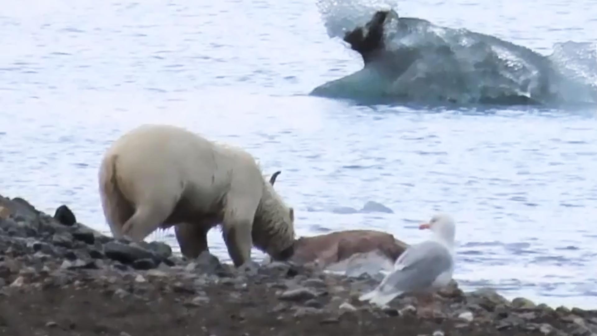 Imagen de la osa con el reno cazado en el agua y que ha arrastrado a la orilla para devorarla