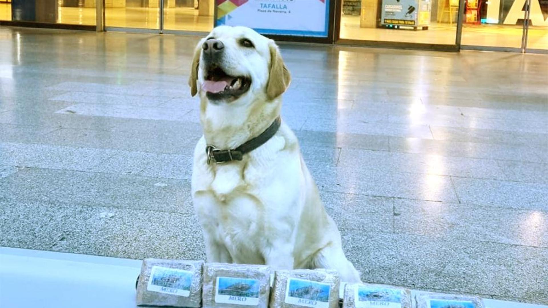 Droga detectada por el equipo canino de la Policía Municipal de Pamplona