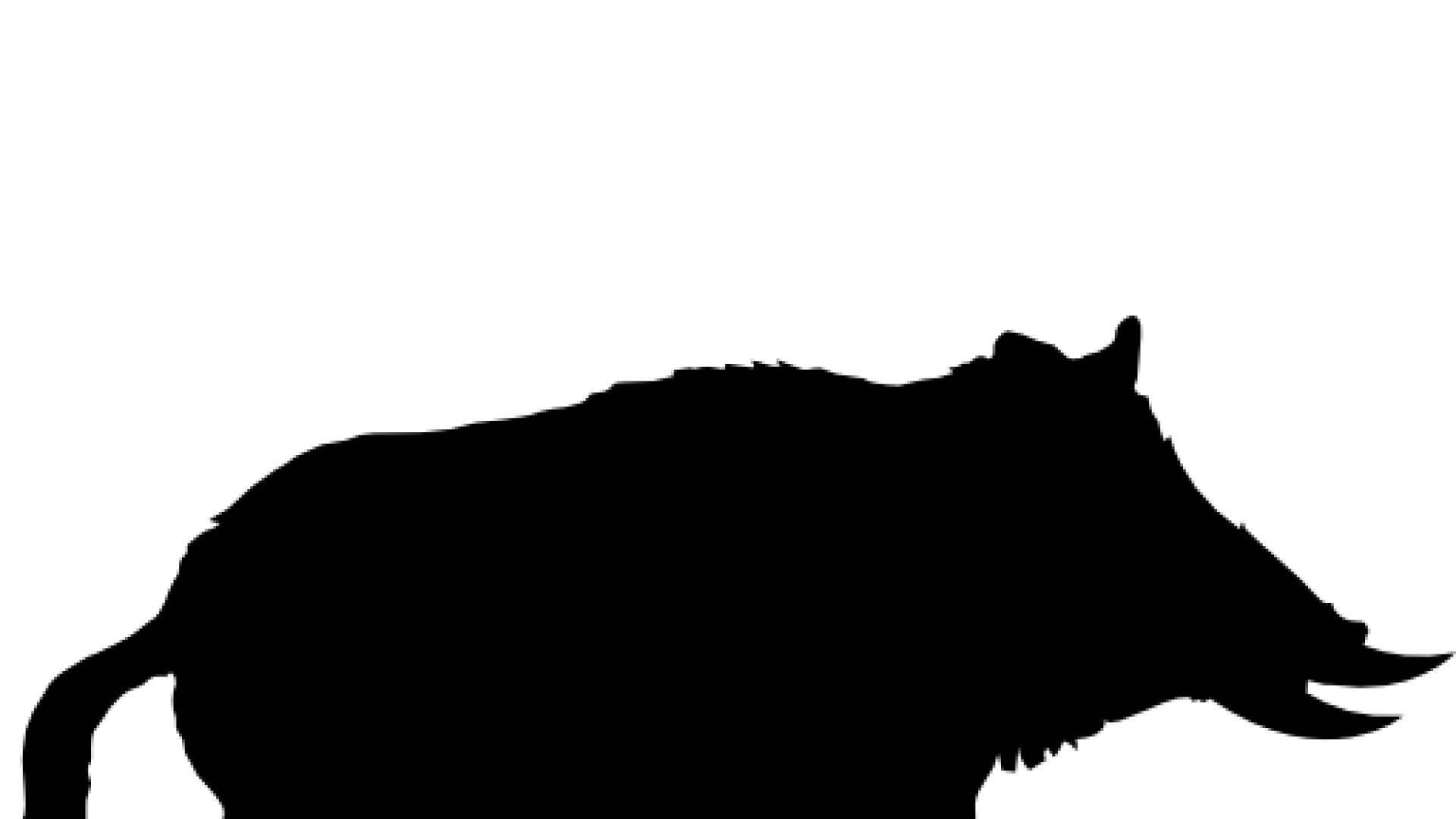 Jabalí