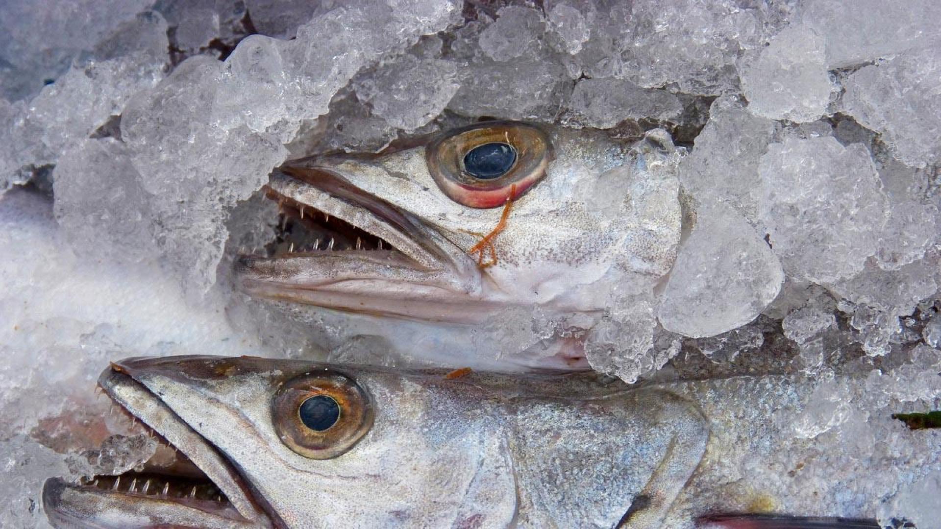 Merluza