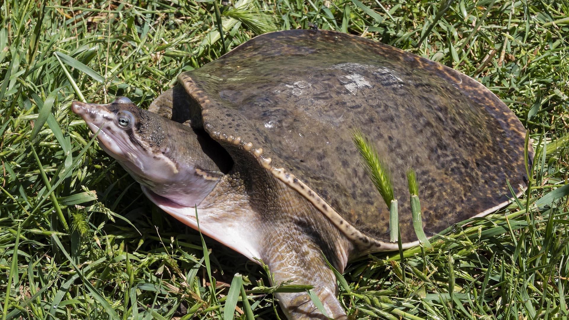 Galápago