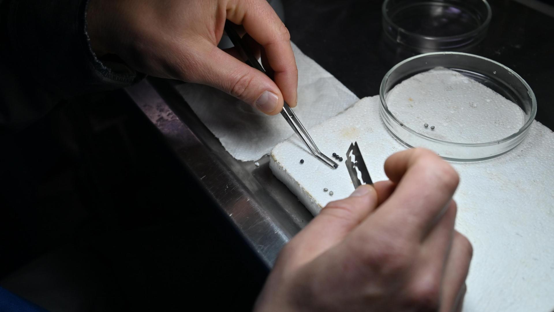 Analizan caviar en una piscifactoría en Tiráspol