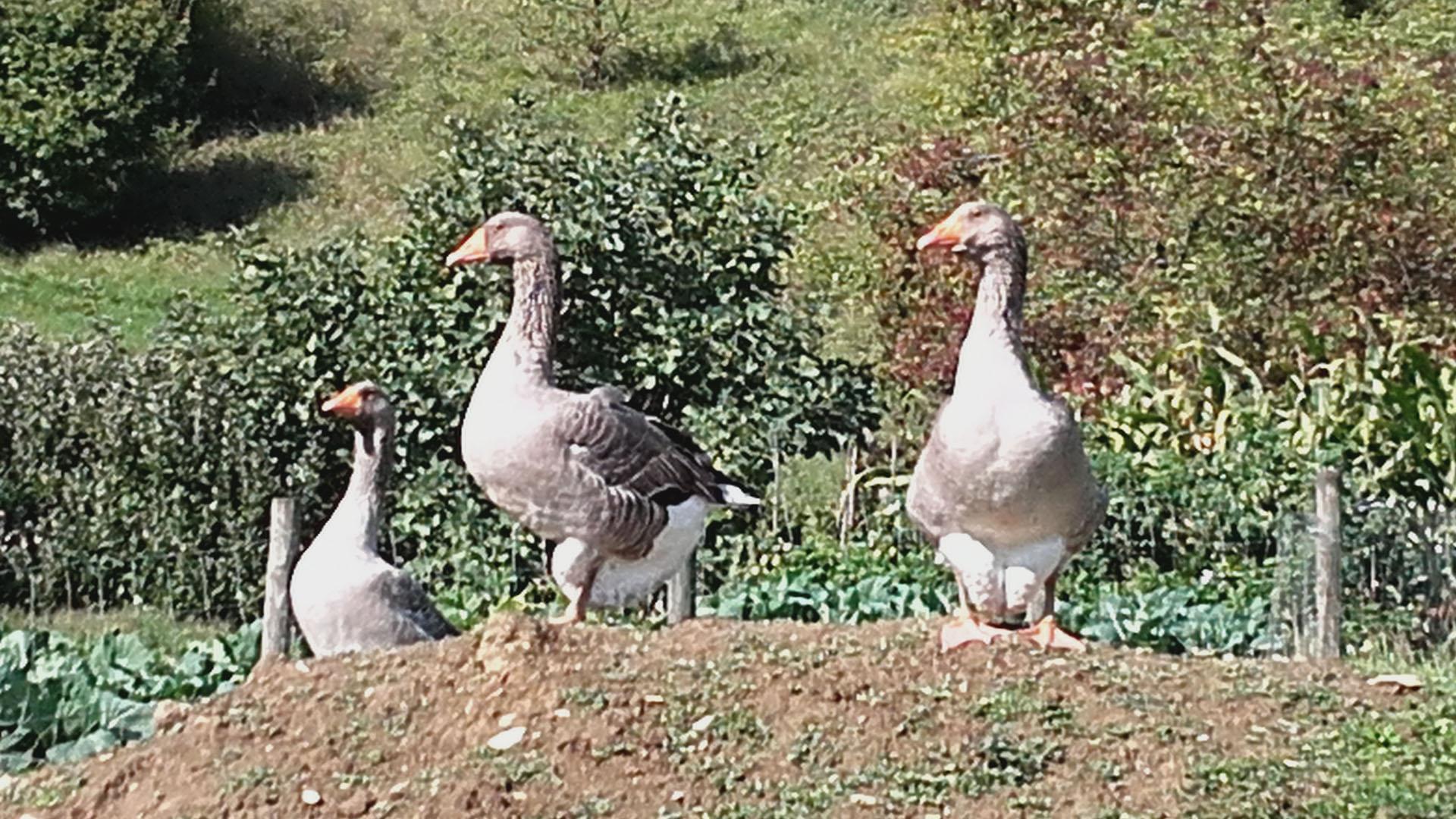 Para producir foie, se ceba a las aves para que acumulen grasa en el hígado con una sonda que depositan en sus estómagos hasta dos kilos de alimento al día